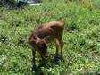 heifers and bulls