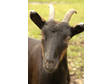 Adopt Socks a Goat