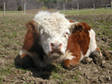 Adopt Sherman,  Caleb,  & a Cow