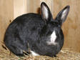 Adopt Dutch a Bunny Rabbit, Dutch