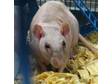 Adopt Ren a Rat