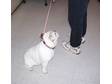 English Bulldogs
