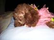 Cute,  lovable TOY POODLES