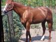 First Place Texas Stallion 2001 Sorrel