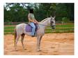 Large PonySmall Horse QuarterArab Gelding ShowPleasr