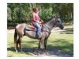 Lusty Diamond - Horse for Sale in Cordele,  Georgia