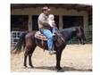Pride - Horse for Sale in Cordele,  Georgia