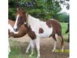 Nice Paint Mare