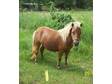 Cute thick little mare