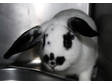 Adopt Speck a American