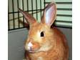 Adopt Butterscotch a American