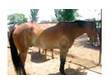 NEW & USED HORSES 10 HORSES $250-$1000. lslivestock.com