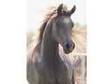 STRAIGHT Egyptian colts. Yearlings & weanlings.