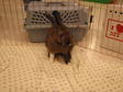 Adopt Java a Bunny Rabbit