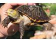 Adopt Many Box Turtles a Turtle