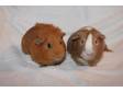 Adopt Dexter and Maya a Guinea Pig