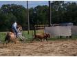 Cow horse team penning team sorting KID SAFE