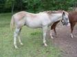 Cow Bred Buckskin Colt 3 knee high stockings blaze