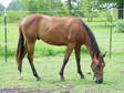 Foundation Bred Bay Gelding