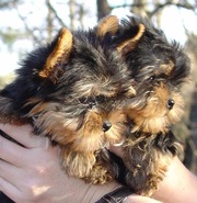  Valintine Teacup Yorkie Puppies For Free Adoption