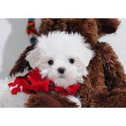  Affordable Maltese puppies...