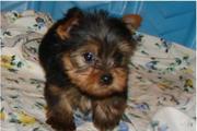 Yorkie Puppy For Sale