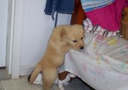 AKC Registered Golden Retriever Puppies