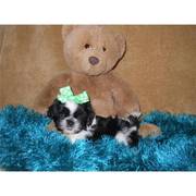 lennon Cutel Little ShihTzu boy!