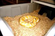 Albino and piebald ball pythons for adoption