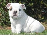 English bulldogs puppies
