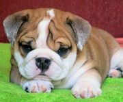  fabulous English bulldog puppies for adoption