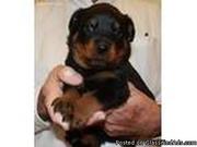rottweiler puppies 6 weeks old