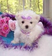 gorgeous maltese for adoption