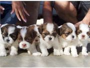 Teacup+shih+tzu+puppies+for+sale+in+sacramento