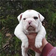 A Female Bulldog Puppy Needs A Home