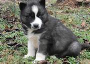  Kc registered siberian husky pup.s 