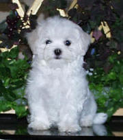 Maltese Puppies For Free Adoption