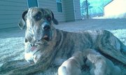 Presa Canario Puppies