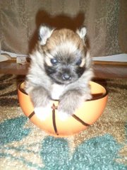 Cute little TOY POMERANIAN... this little guy will melt your heart =)