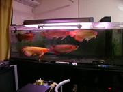 Healthy Asian Red Arowana Fish For Sale