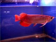 Nice Quality super red arowana for sale