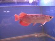 Top Grade arowanas fishes for sale