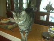 Free mature Female Tabby Cat -lovable