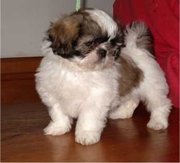 Shih+tzu+dogs+for+sale+in+florida