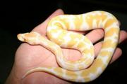 Albino and piebald ball pythons for sale