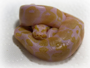 Piebald ball and albino pythons for sale