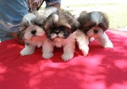 Shih+tzu+puppies+for+sale+in+iowa
