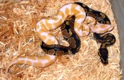 Ball  pythons  for adoption