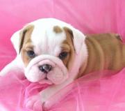 English Bulldog Puppies Ready for New Homes