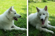 Arctic Wolf Dog Pup 